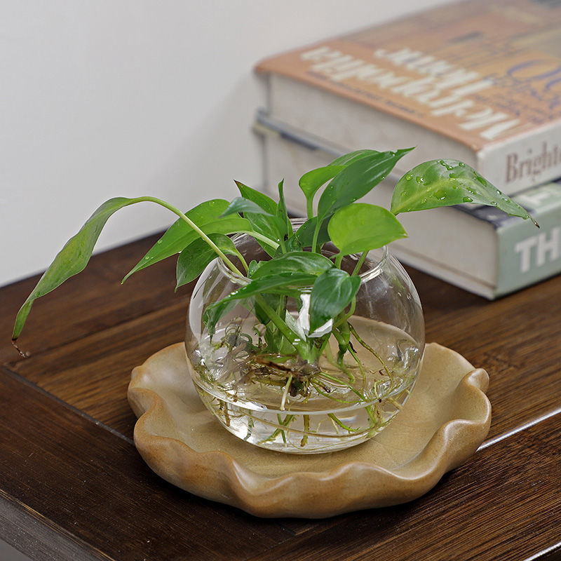 Brazilian Wood Hydroponic Plan - Drip Tray Saucer avaliação e preço
