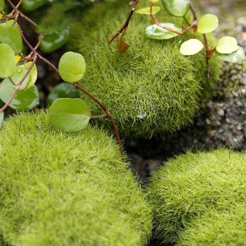 4PCS 3cm/6cm/8cm/10cm Simulate - Landscape Bonsai Garden avaliação e preço