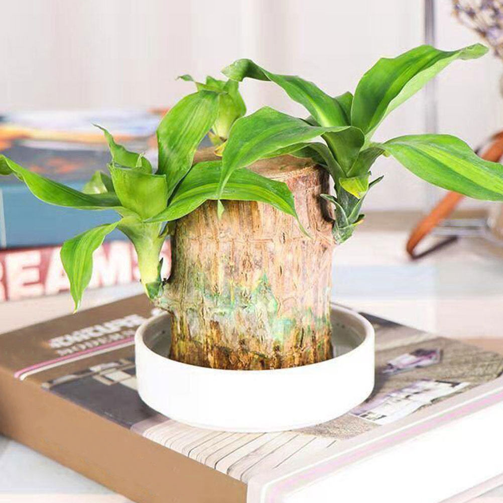 Ceramic Plant Drainage Tray He - Drip Tray Saucer avaliação e preço