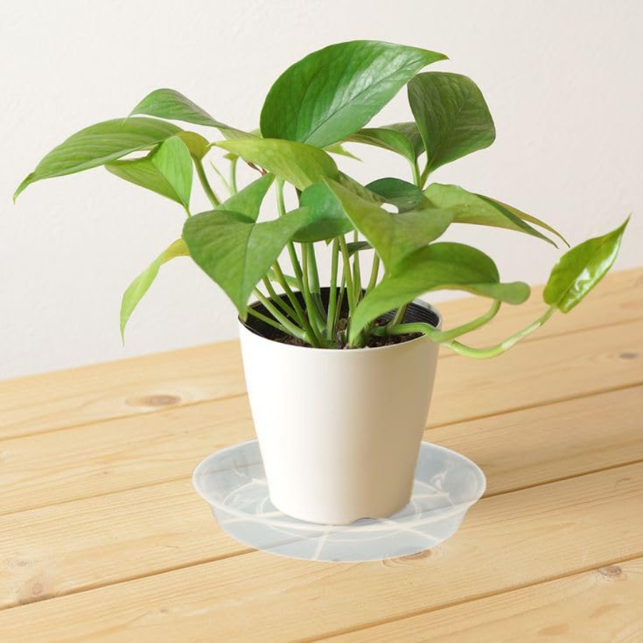 6 Pack 6 inch Plant Saucer Dri - Drip Tray Saucer avaliação e preço